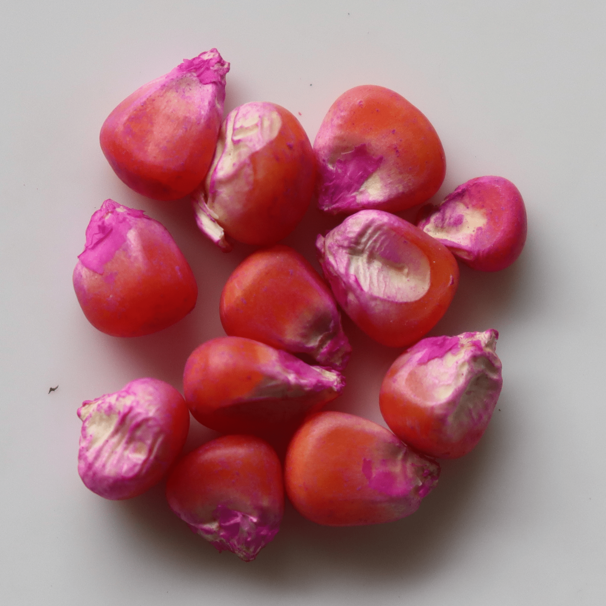 Organic Baby Corn Seeds - Open Pollinated