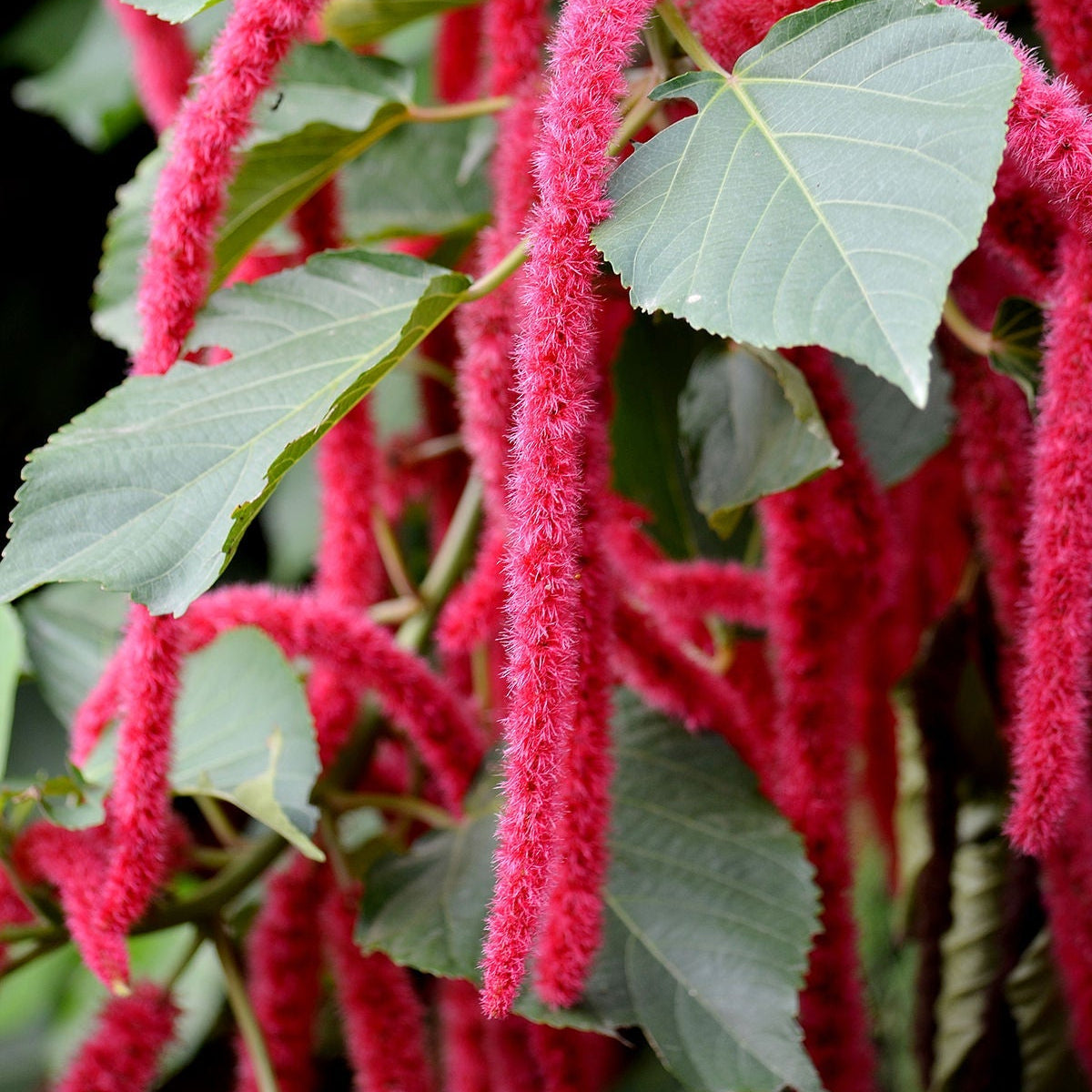 Monkey Tail (Acalypha hispida) Flowering Live Plant
