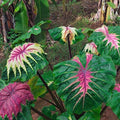 Colocasia Light pillar live plant