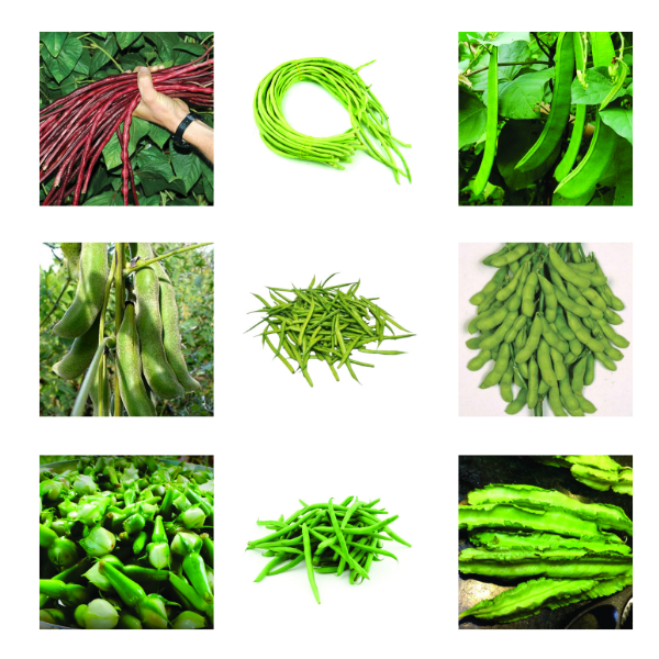 Beans Seeds Bundle