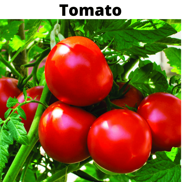 Essential Vegetable Seeds Bundle