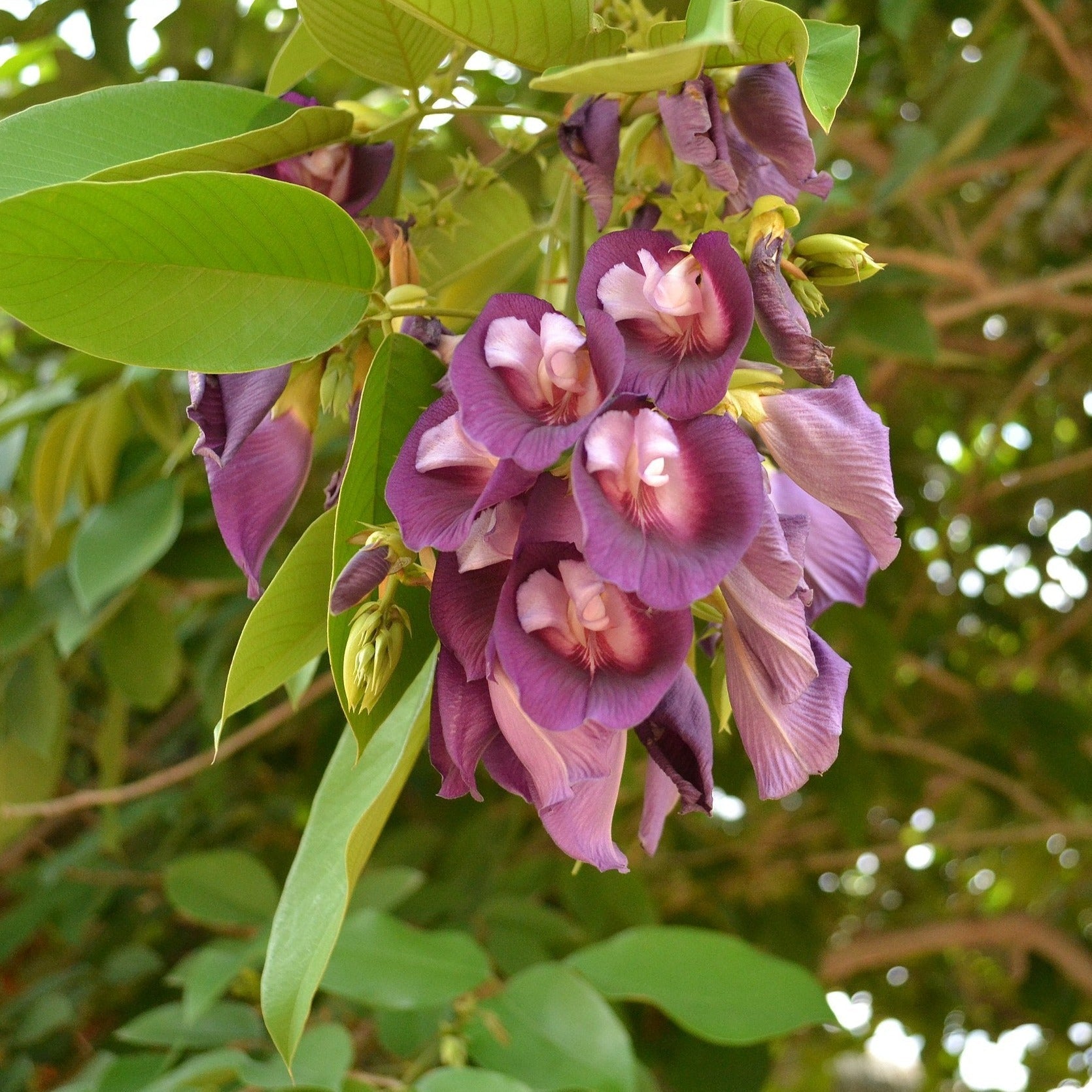 Butterfly Pea Tree (Clitoria arborea) Rare Live Plant
