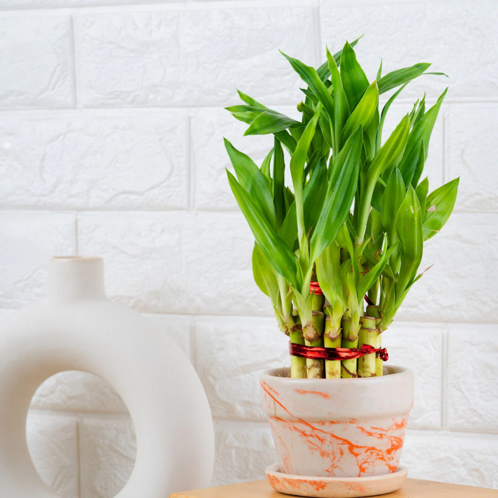 2 Layer Lucky Bamboo Indoor Live Plant