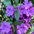 Miniature garlicvine  Layered Live Plant