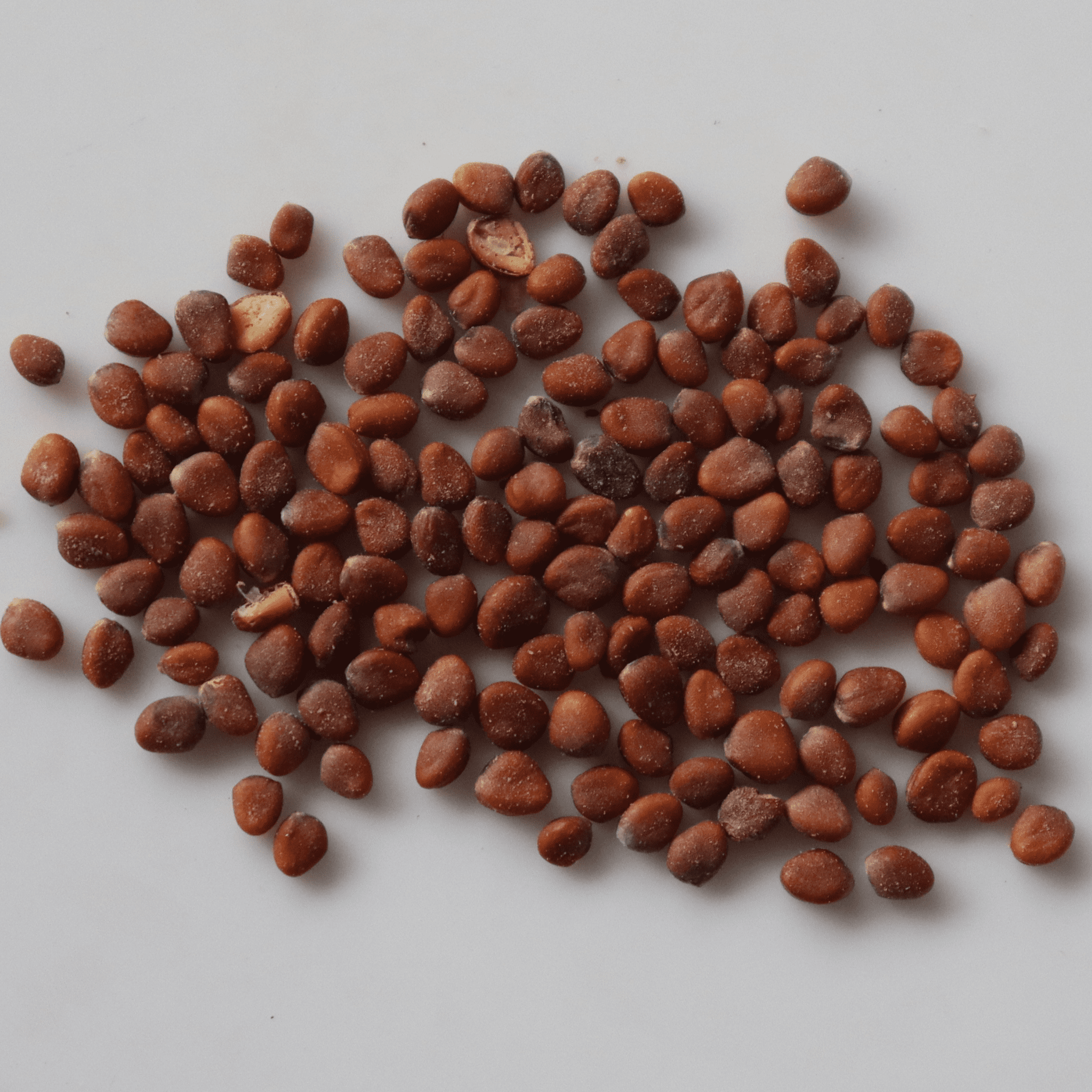 Organic White Radish Seeds - Open Pollinated