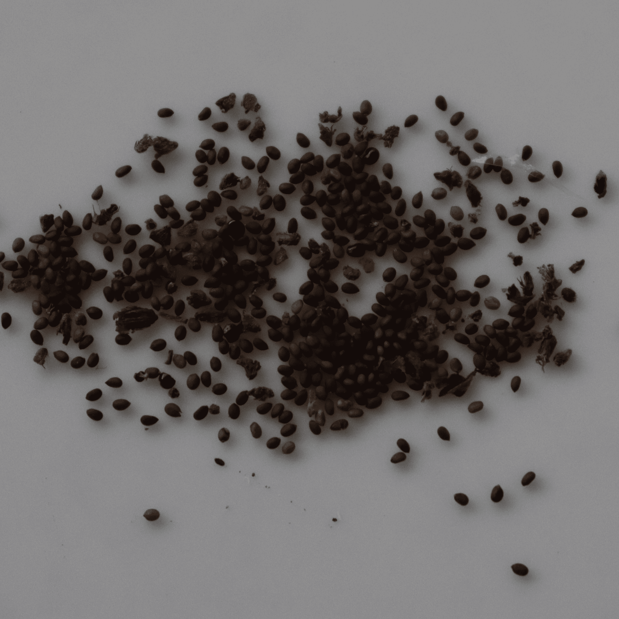 Organic Holy Basil Seeds - Open Pollinated
