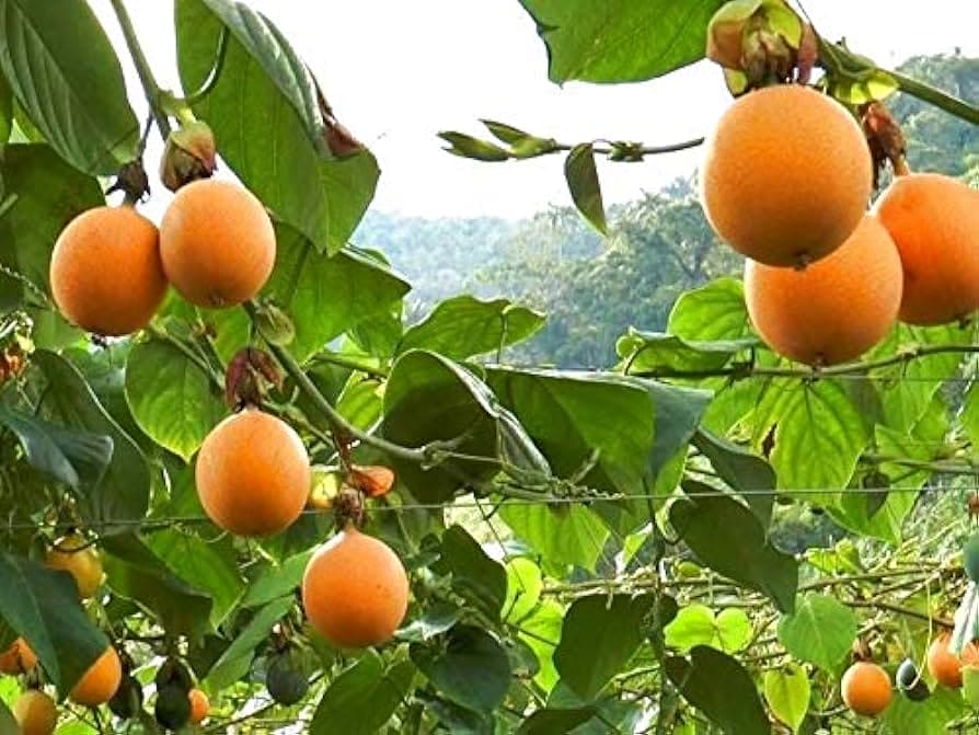 Malaysian Passion Fruit Layered Live Plant
