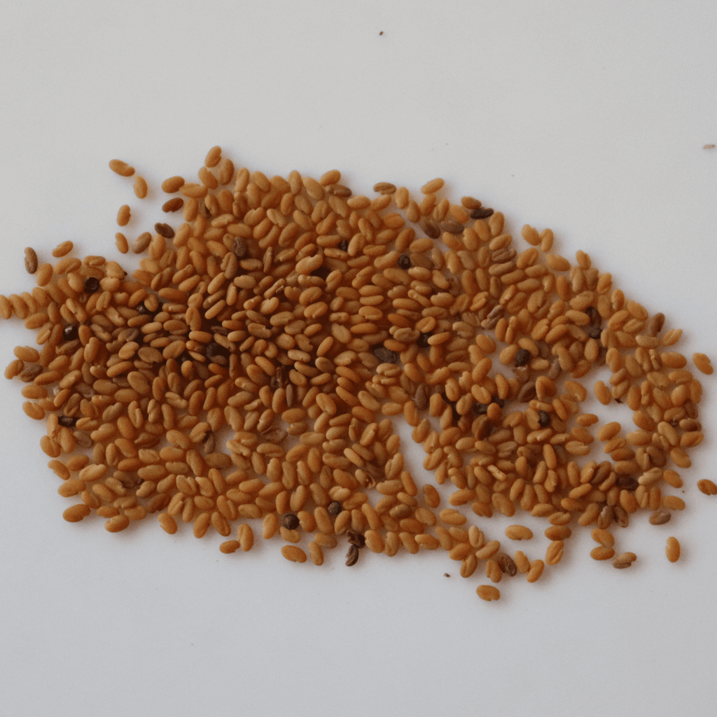 Organic Kasuri Methi (Fenugreek) Leaf Seeds - Open Pollinated