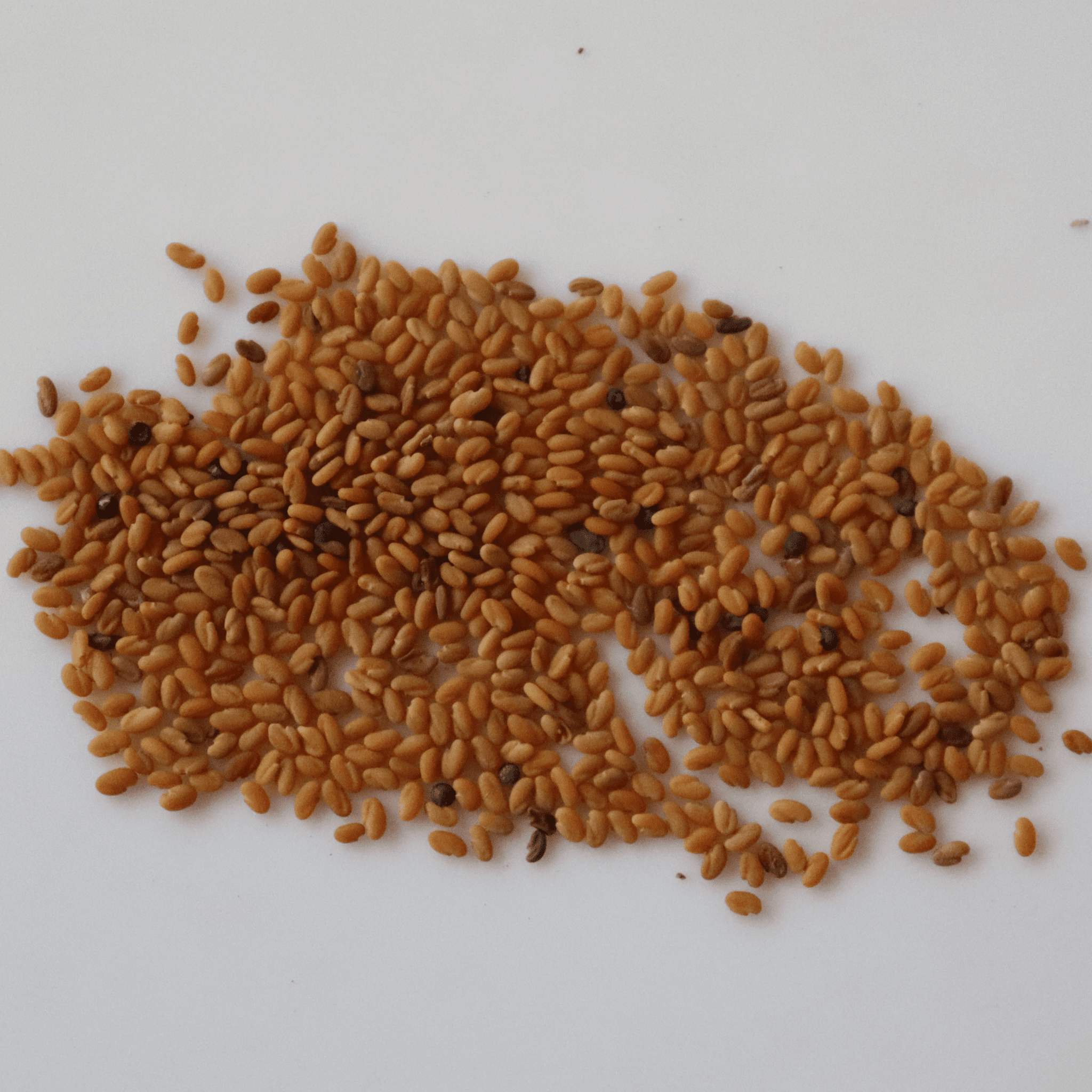Organic Kasuri Methi (Fenugreek) Leaf Seeds - Open Pollinated