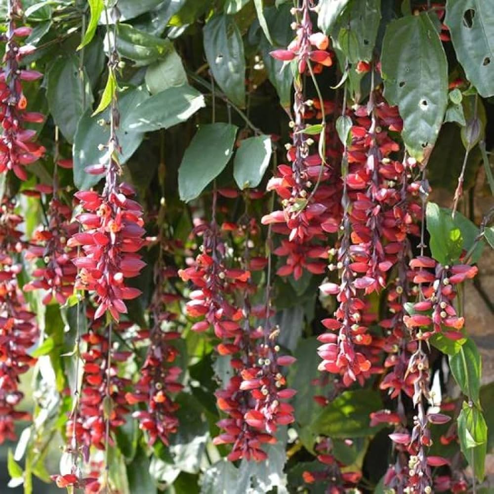 Scarlet Clock Vine (Thunbergia cocinea) Rare All Time Flowering Live Plant