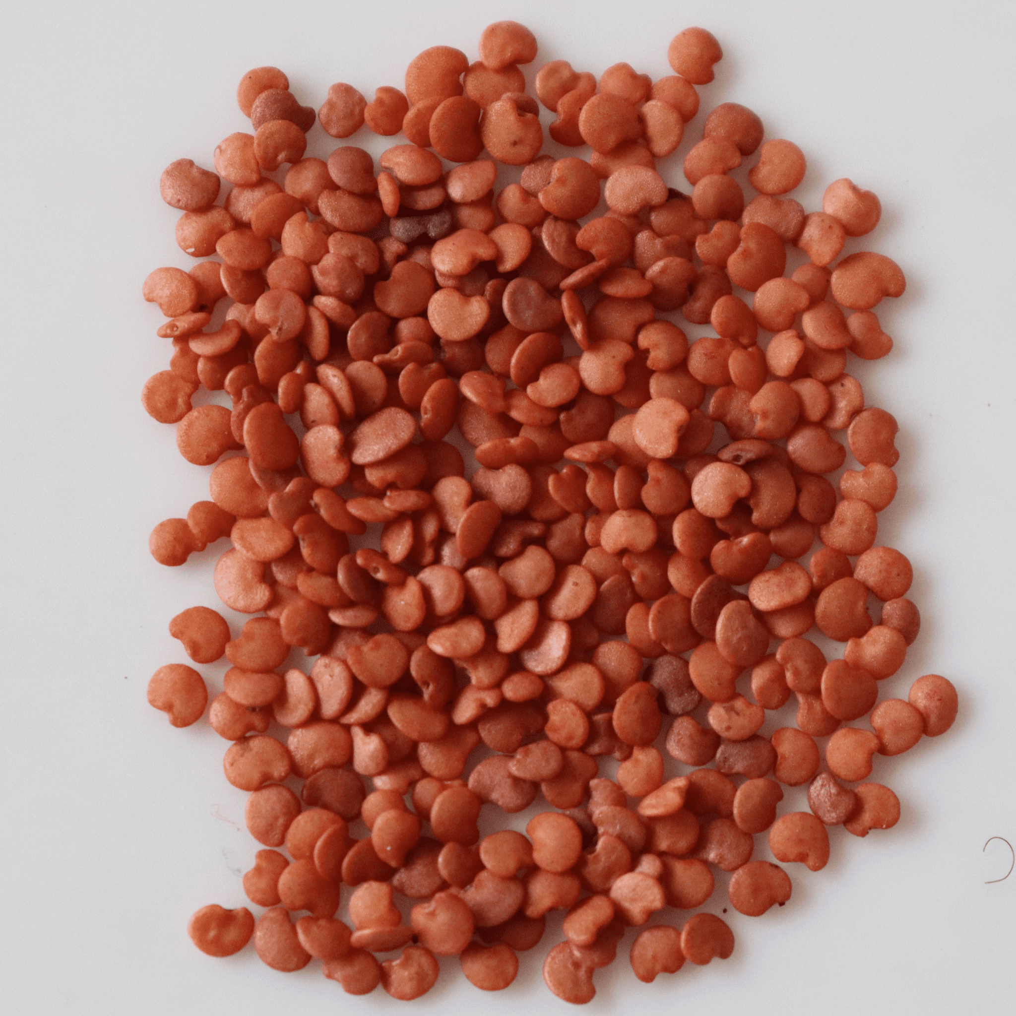 Organic Violet Brinjal Seeds - Open Pollinated