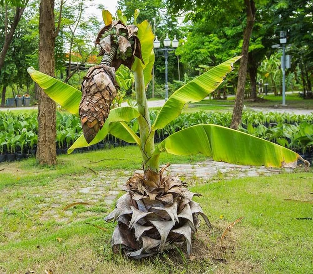 Ensette superbum (Kalluvazha) Rare Fruit Live Plant
