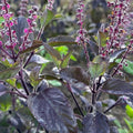 Black Tulsi  Medicinal Live Plant