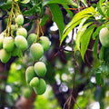 Priyoor Mango Grafted Live Plant
