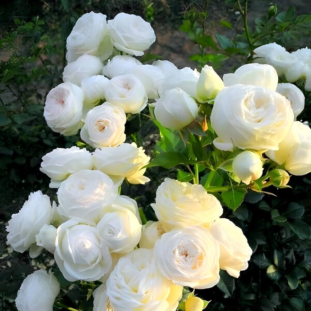 White Creeper/ Climbing Rose Live Plant