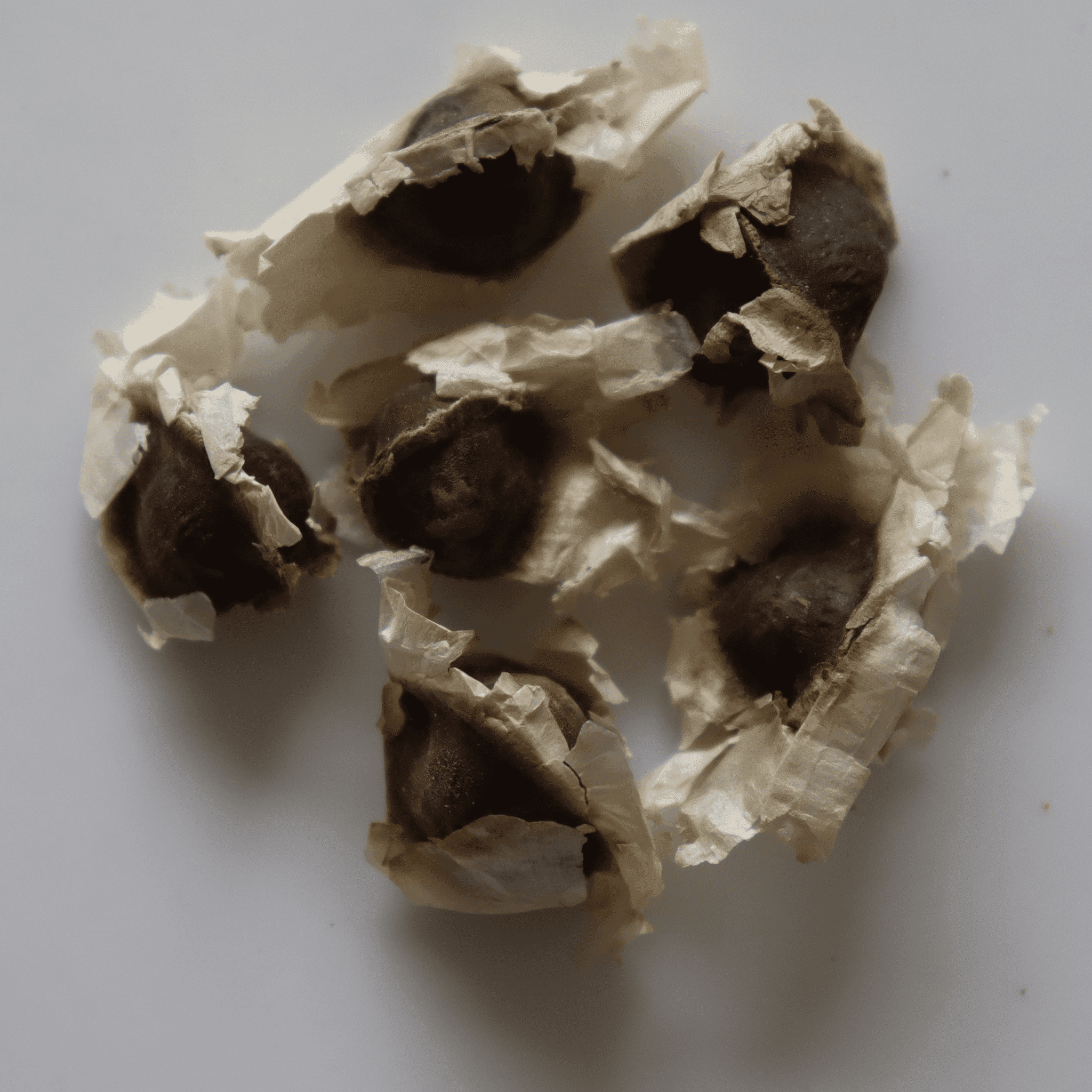 Organic Drumstick (Sedi Murungai) Plant Seeds - Open Pollinated