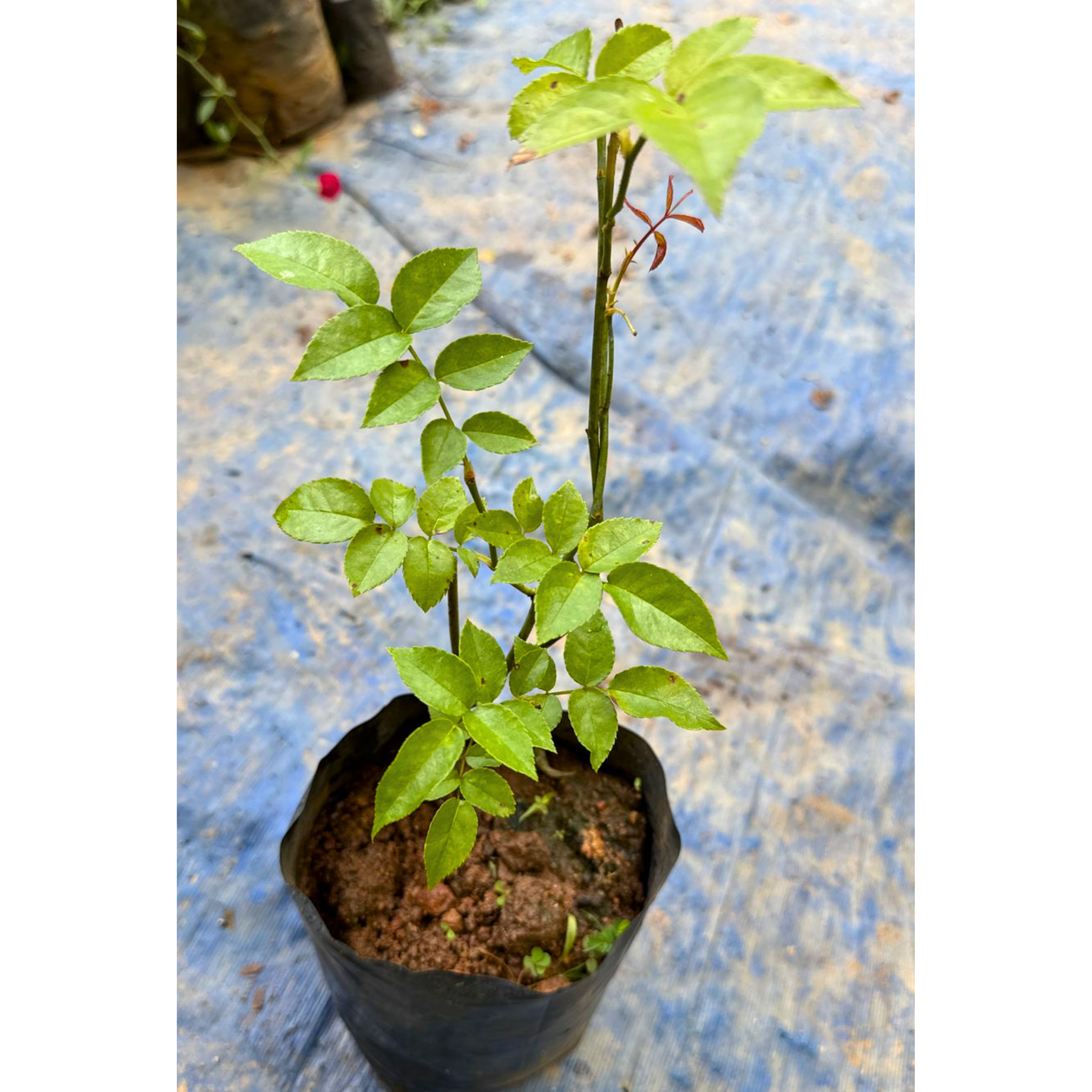 7 Days Rose Live Plant - Pink