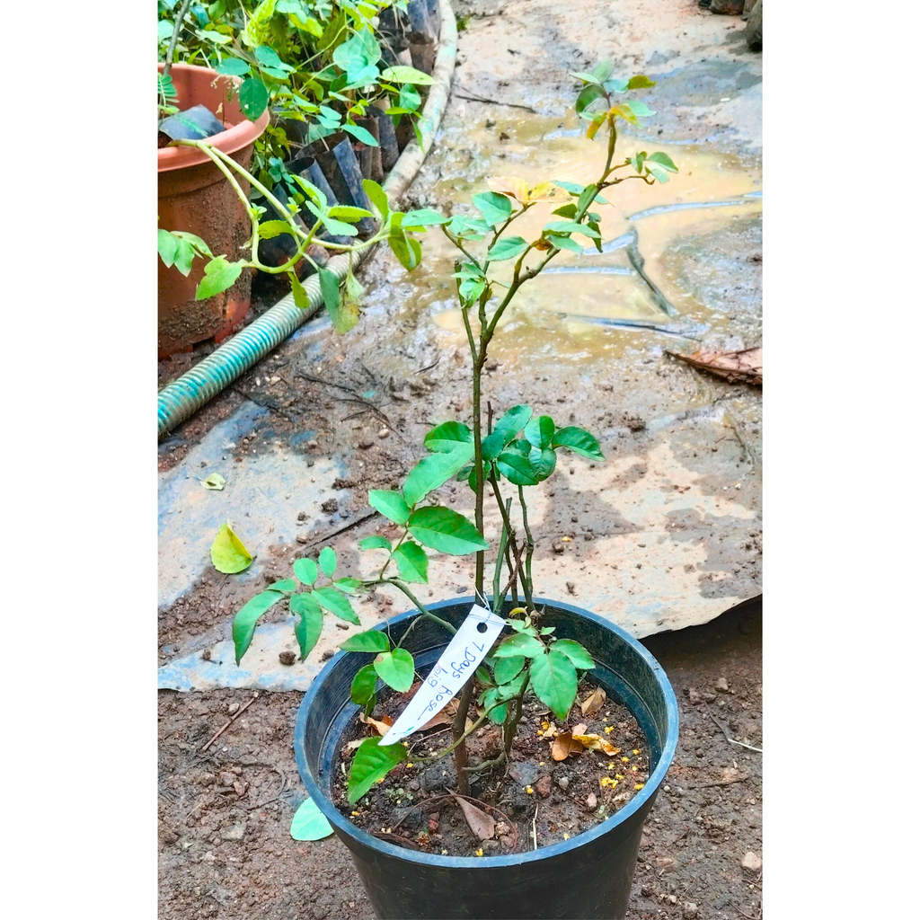 7 Days Rose Live Plant - Yellow