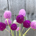 Globe Amaranthus Mix Seeds
