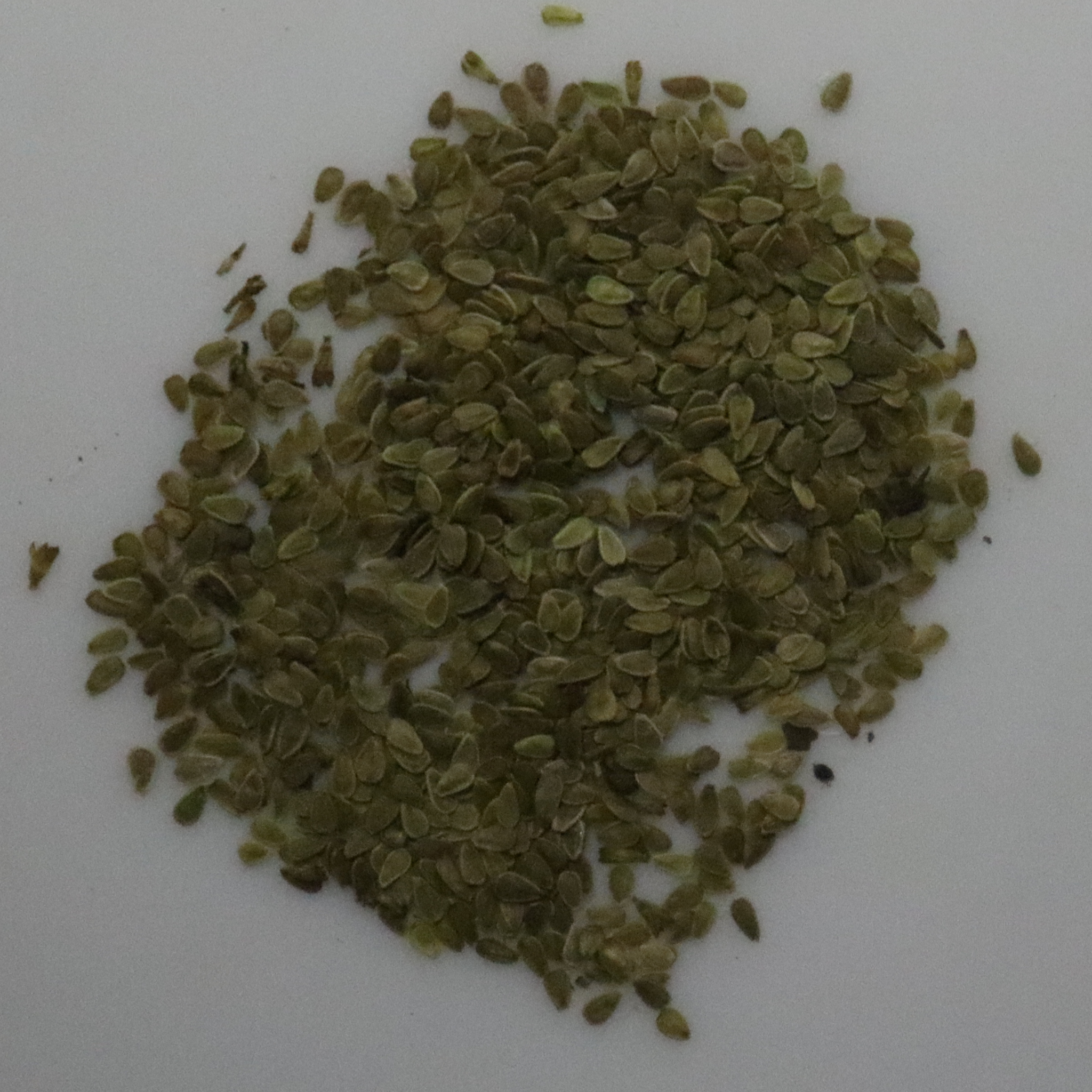 Daisy Carpet Mixture Seeds