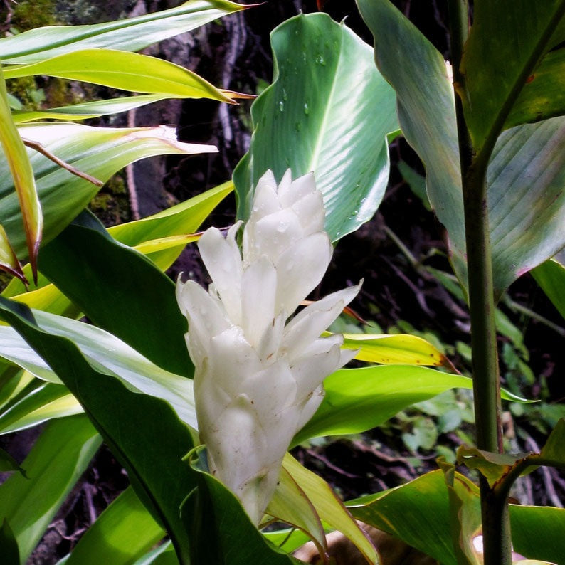 Alpinia Ginger White Flowering Live Plant
