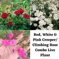 Red, White & Pink Creeper/ Climbing Rose Combo Live Plant