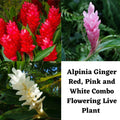 Alpinia Ginger Red, Pink and White Combo Flowering Live Plant