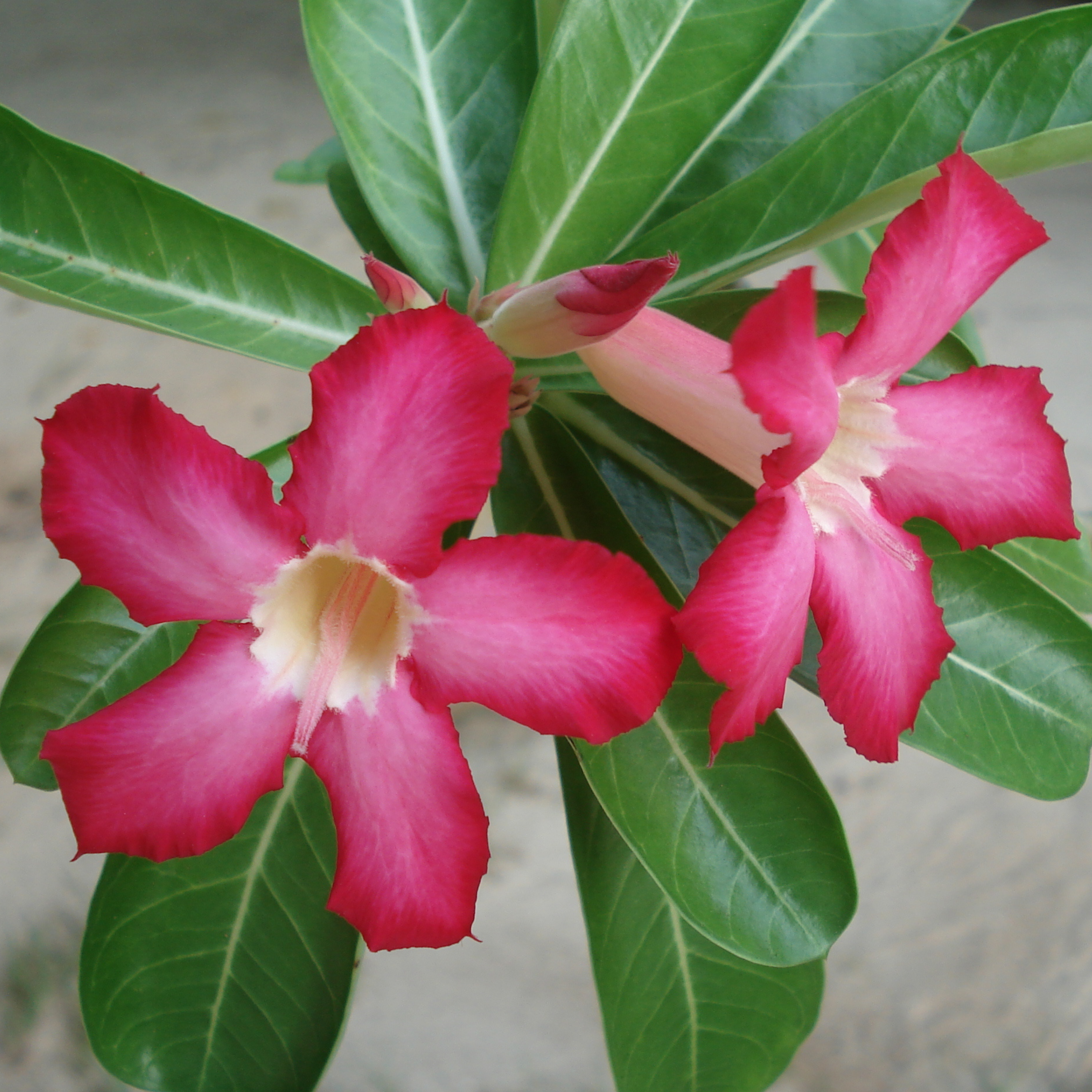 Adenium Seeds (Desert Rose) - Open Pollinated