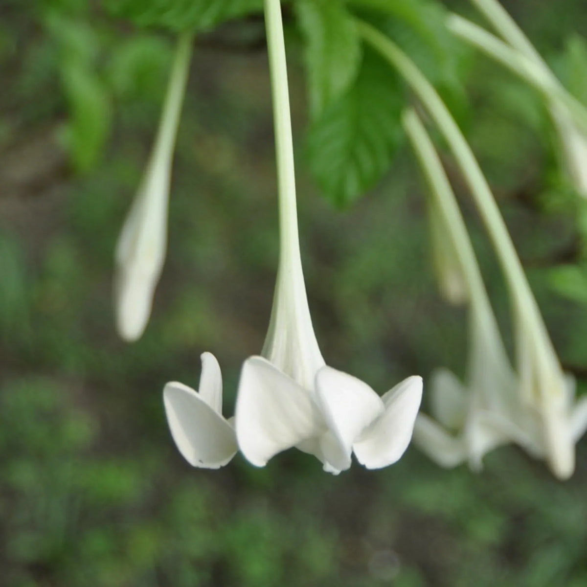 African Tree Gardenia (Euclinia longiflora) Flowering Live Plant