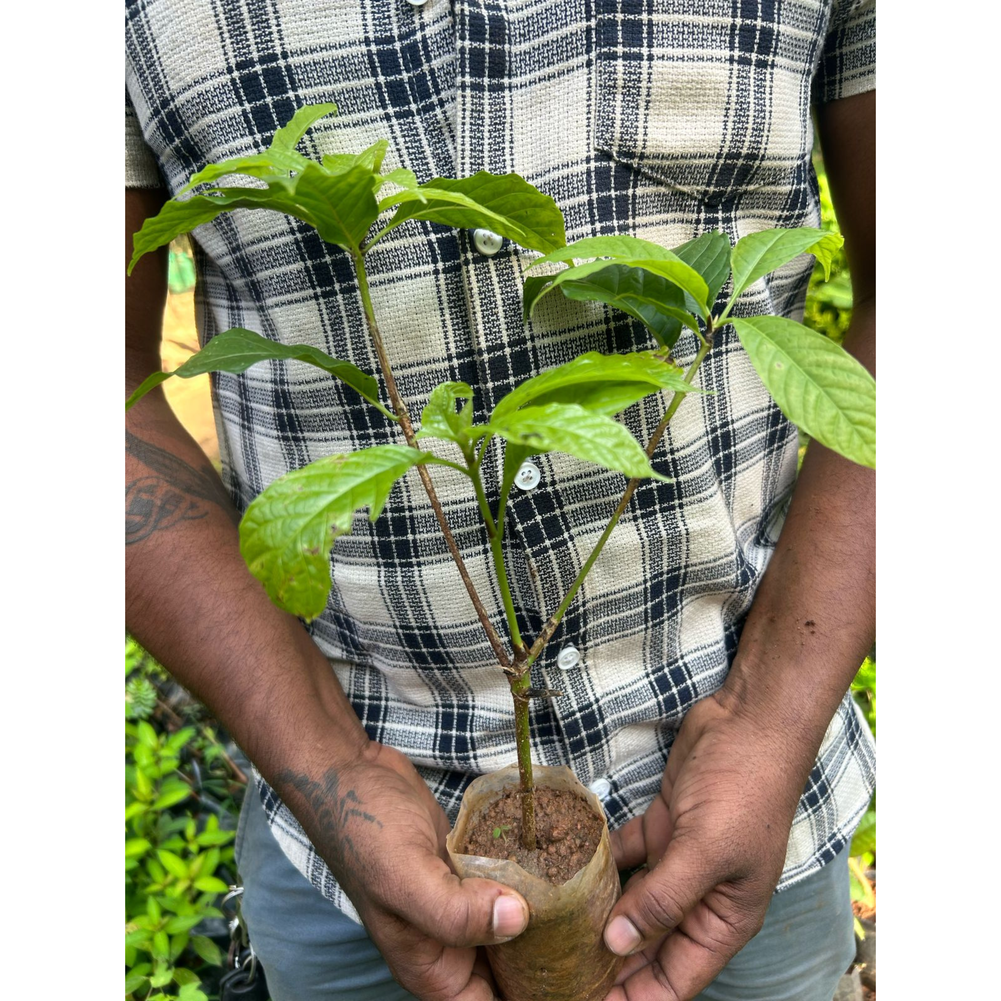 African Tree Gardenia (Euclinia longiflora) Flowering Live Plant