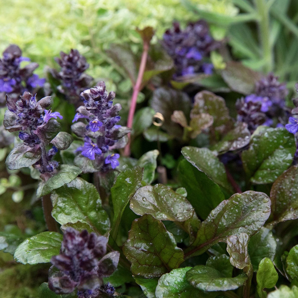 Ajuga reptans ‘Black Scallop’ – Rare Flowering plant
