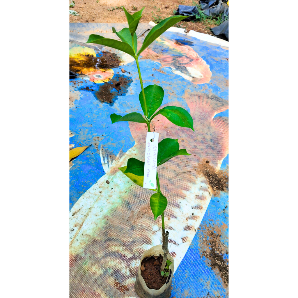 Allamanda Blanchetii Pink All Time Flowering Live Plant