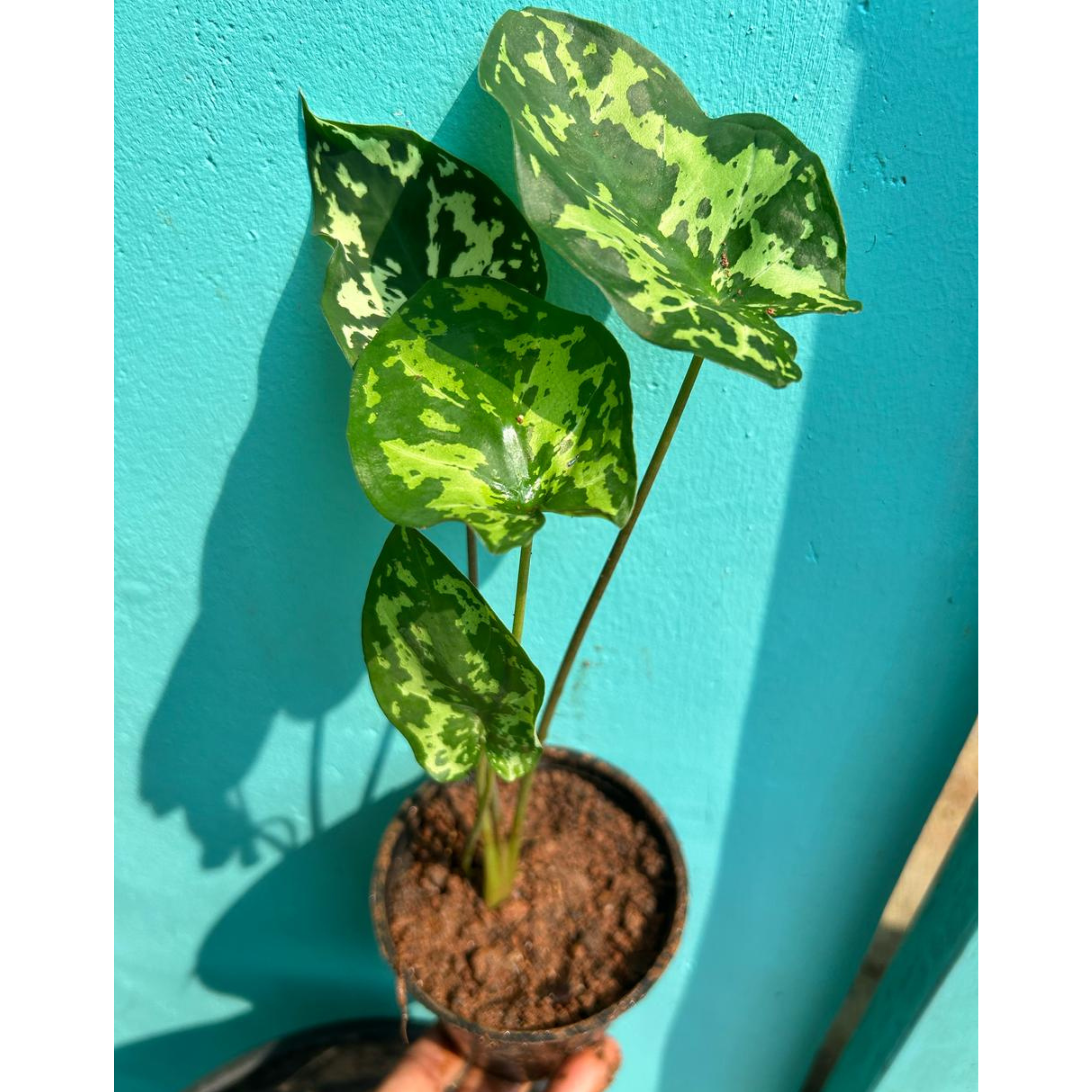 Alocasia Hilo Beauty (Caladium praetermissum) Indoor / Outdoor Live Plant