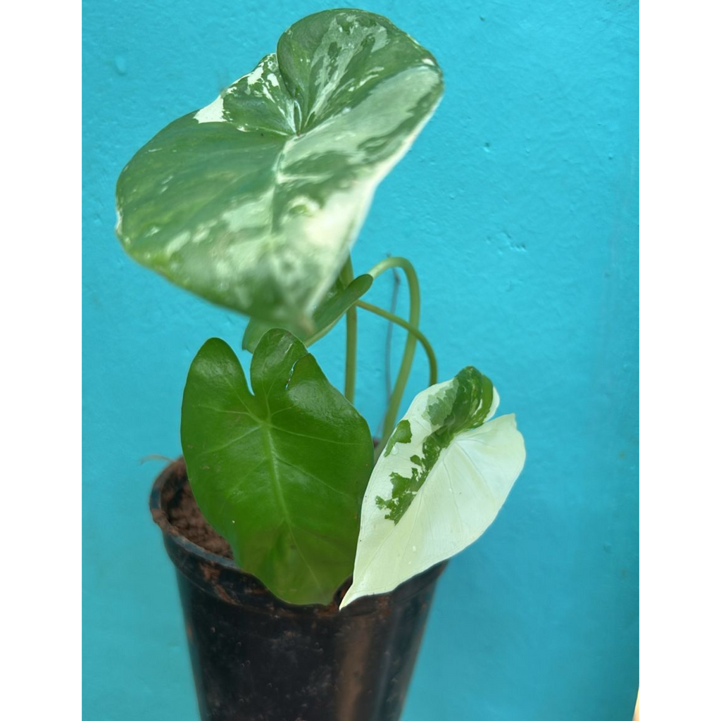 Alocasia Variegated Indoor / Outdoor Live Plant