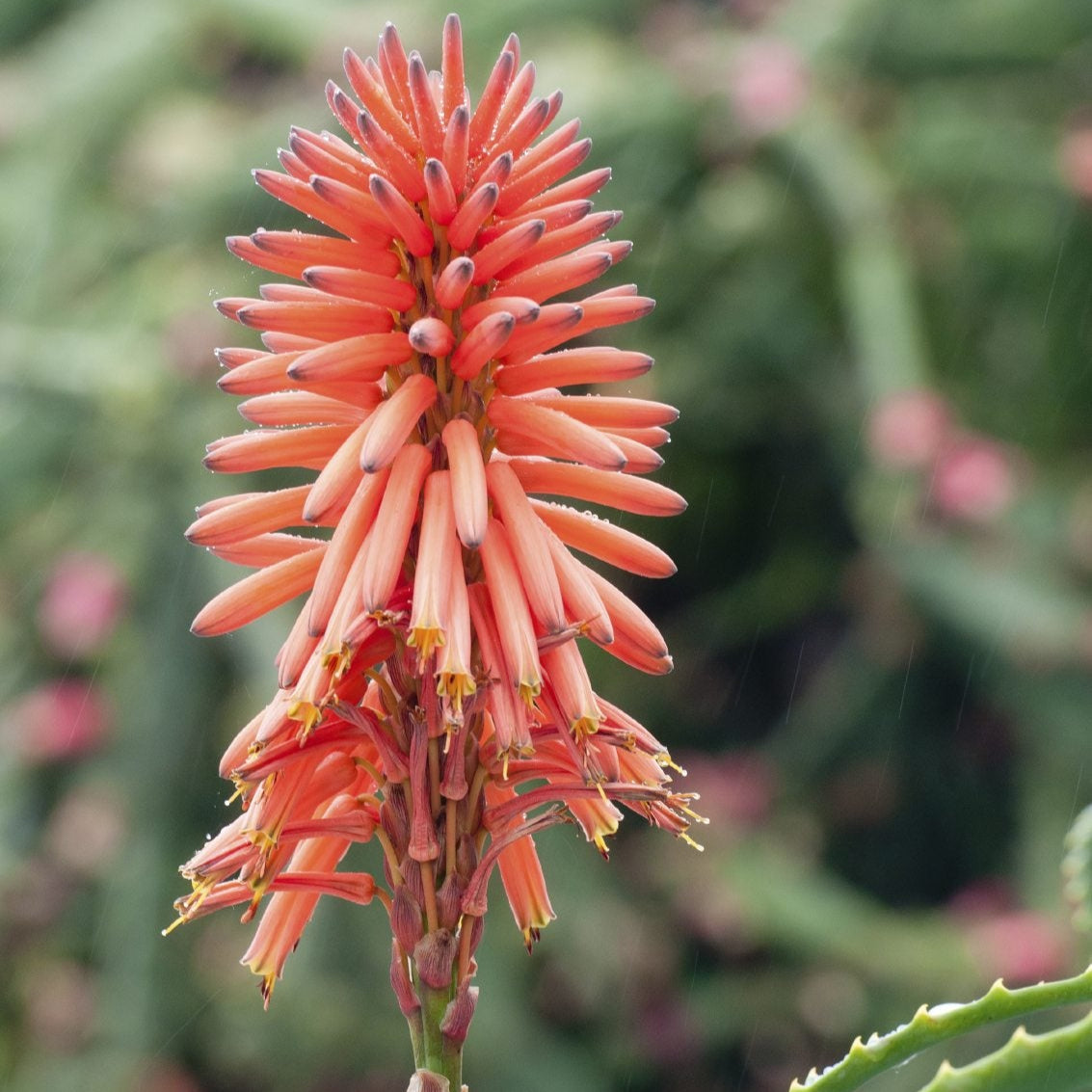 Aloe vera medicinal Live Plant