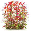 Alternanthera Reineckii Aquarium Live Plant