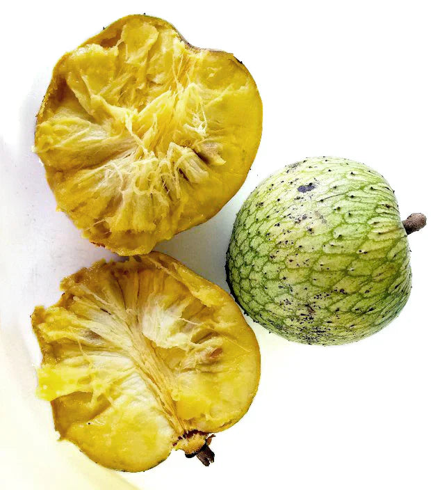 Mountain Soursop Live Plant (Annona Montana)