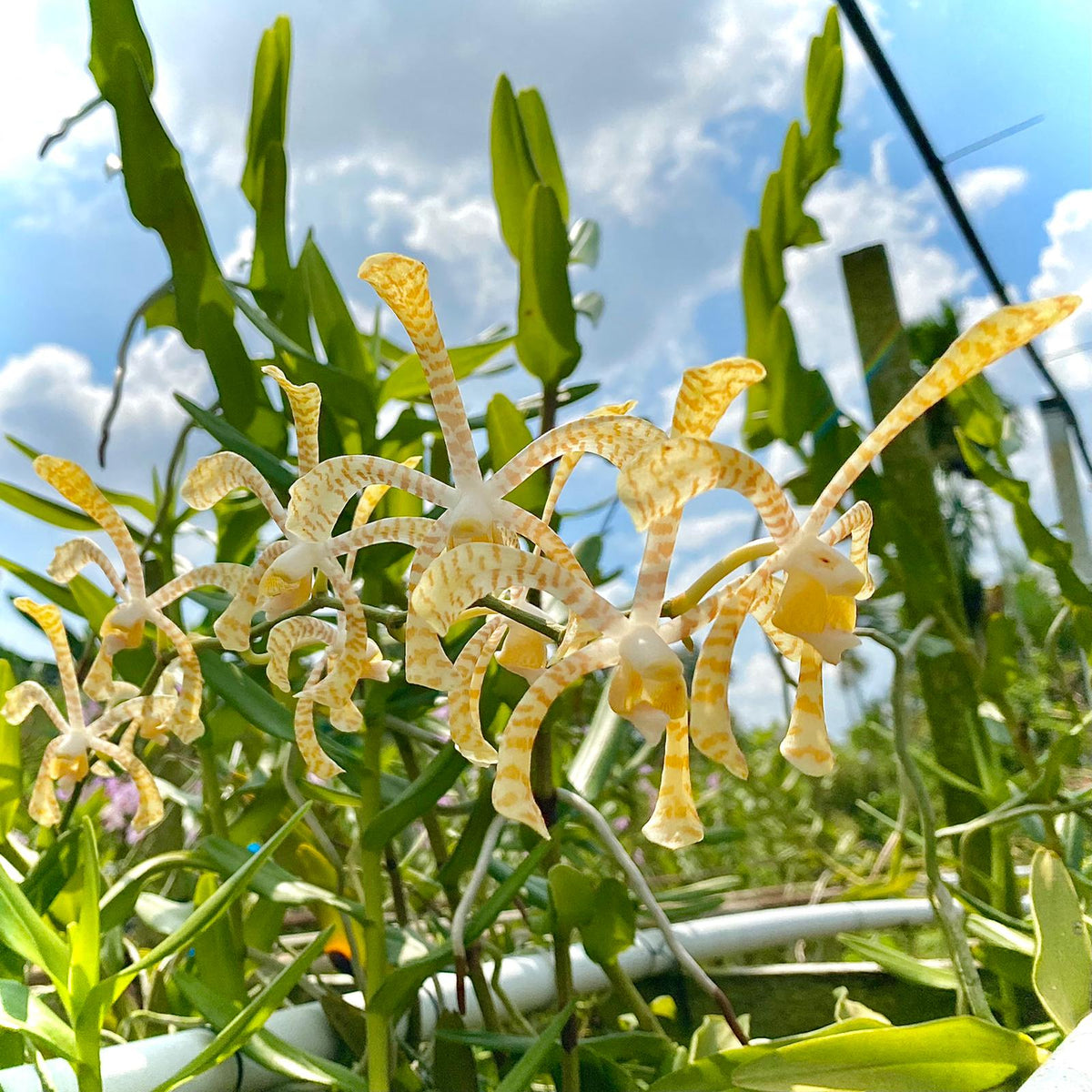 Arachnis Maggie Oei 'Yellow Ribbon'  Orchid Live Plant