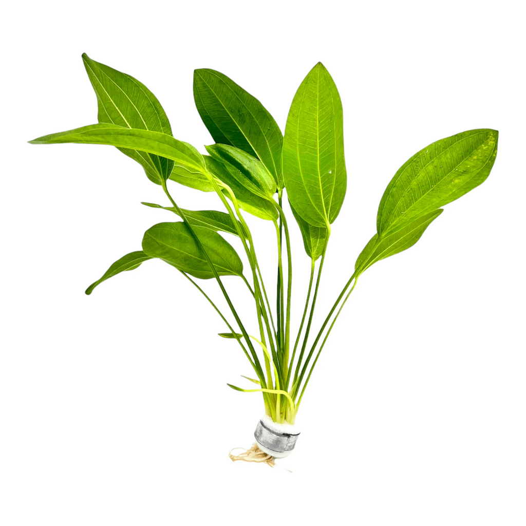 Argentine Sword Plant (Echinodorus argentinensis) Aquarium Live Plant