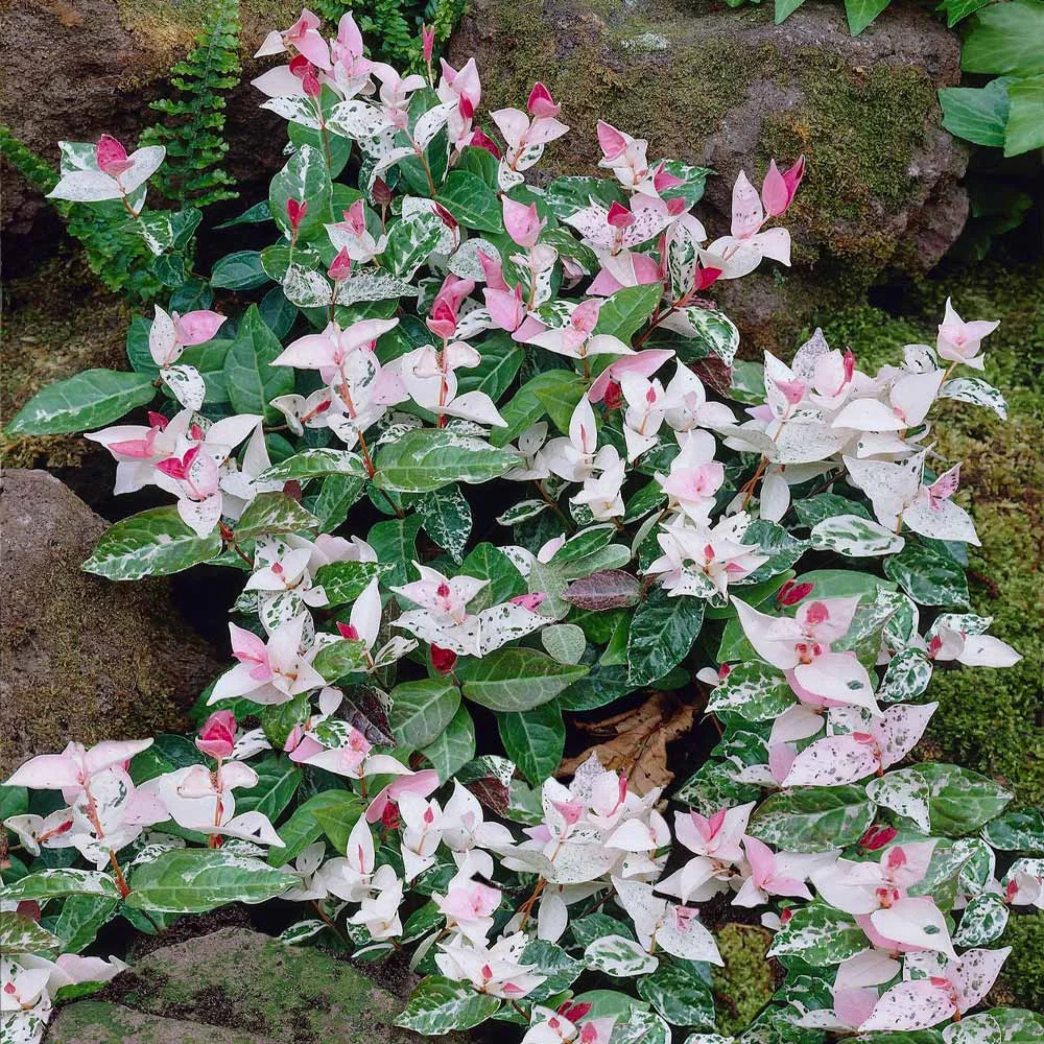 Asiatic Jasmine Variegated Ornamental Live Plant