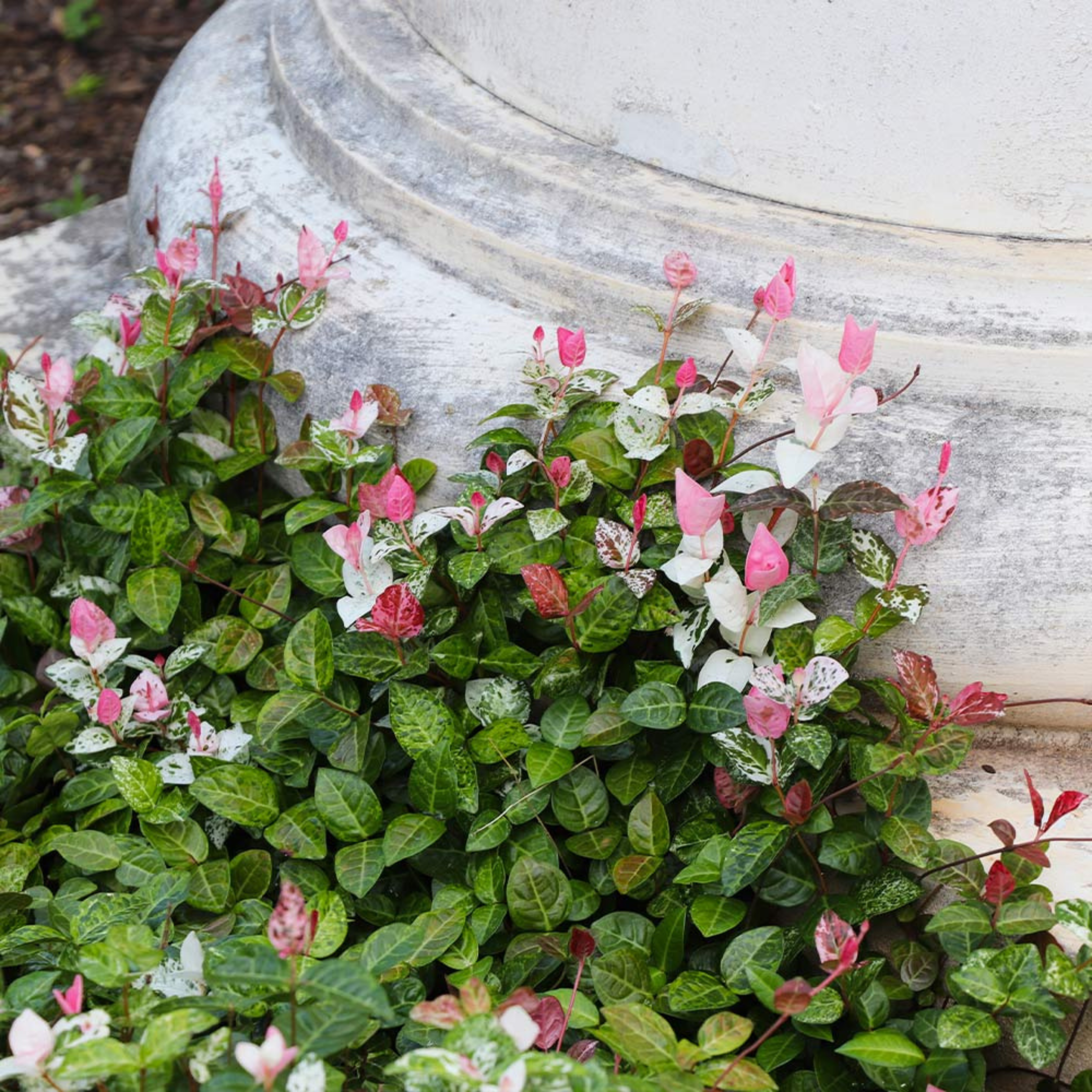 Asiatic Jasmine Variegated Ornamental Live Plant