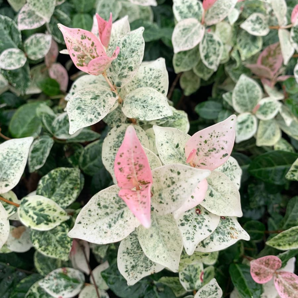 Asiatic Jasmine Variegated Ornamental Live Plant