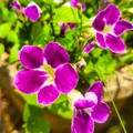 Asystasia (Asystasia gangetica) Flowering Live Plant