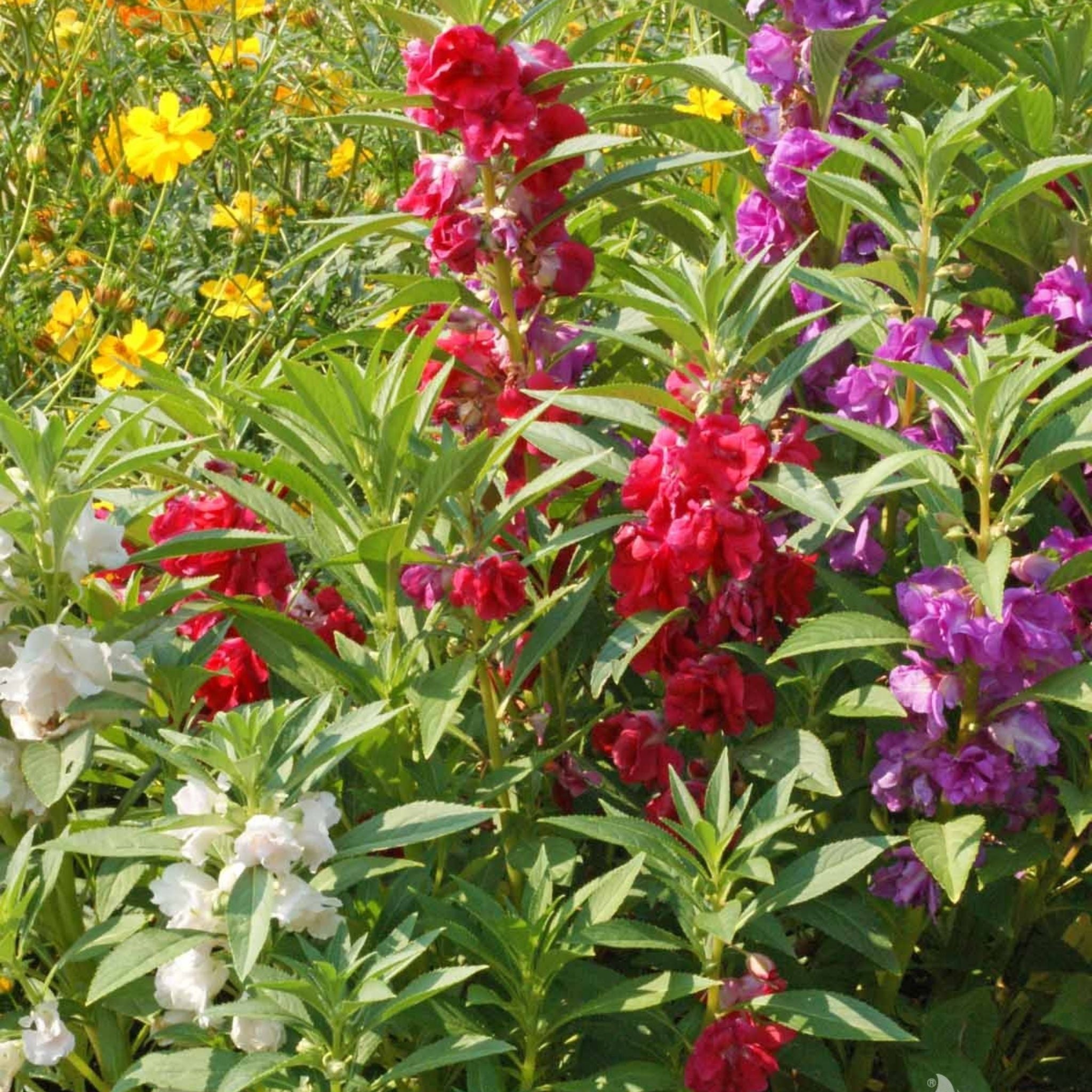 Balsam Camellia Mixed Flower Seeds
