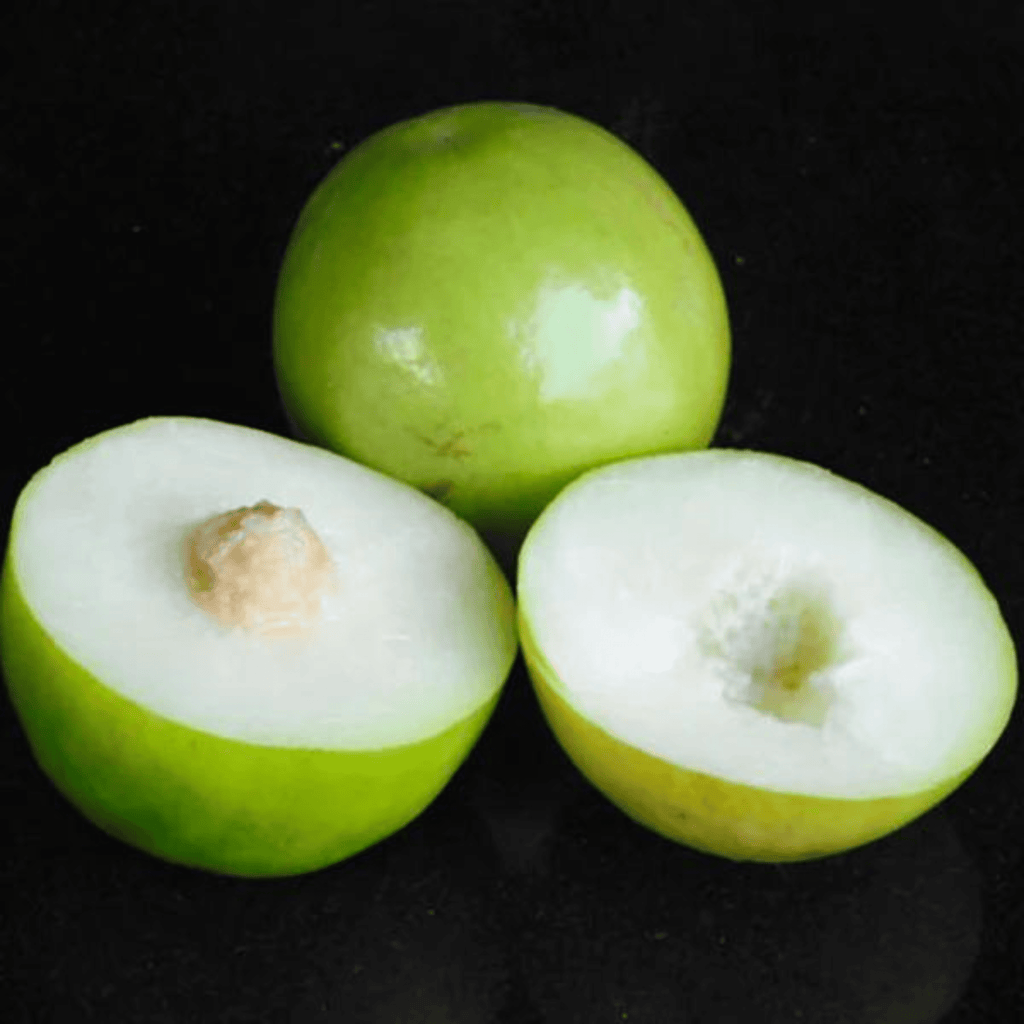 Ber Apple Green Live Plant (Ziziphus Mauritiana)