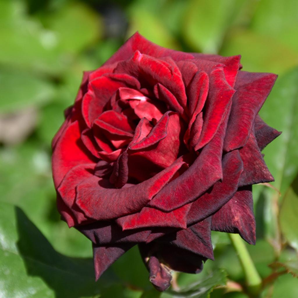 Black Baccara Rose Rare Flowering Live Plant