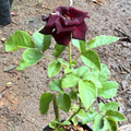 Black Baccara Rose Rare Flowering Live Plant