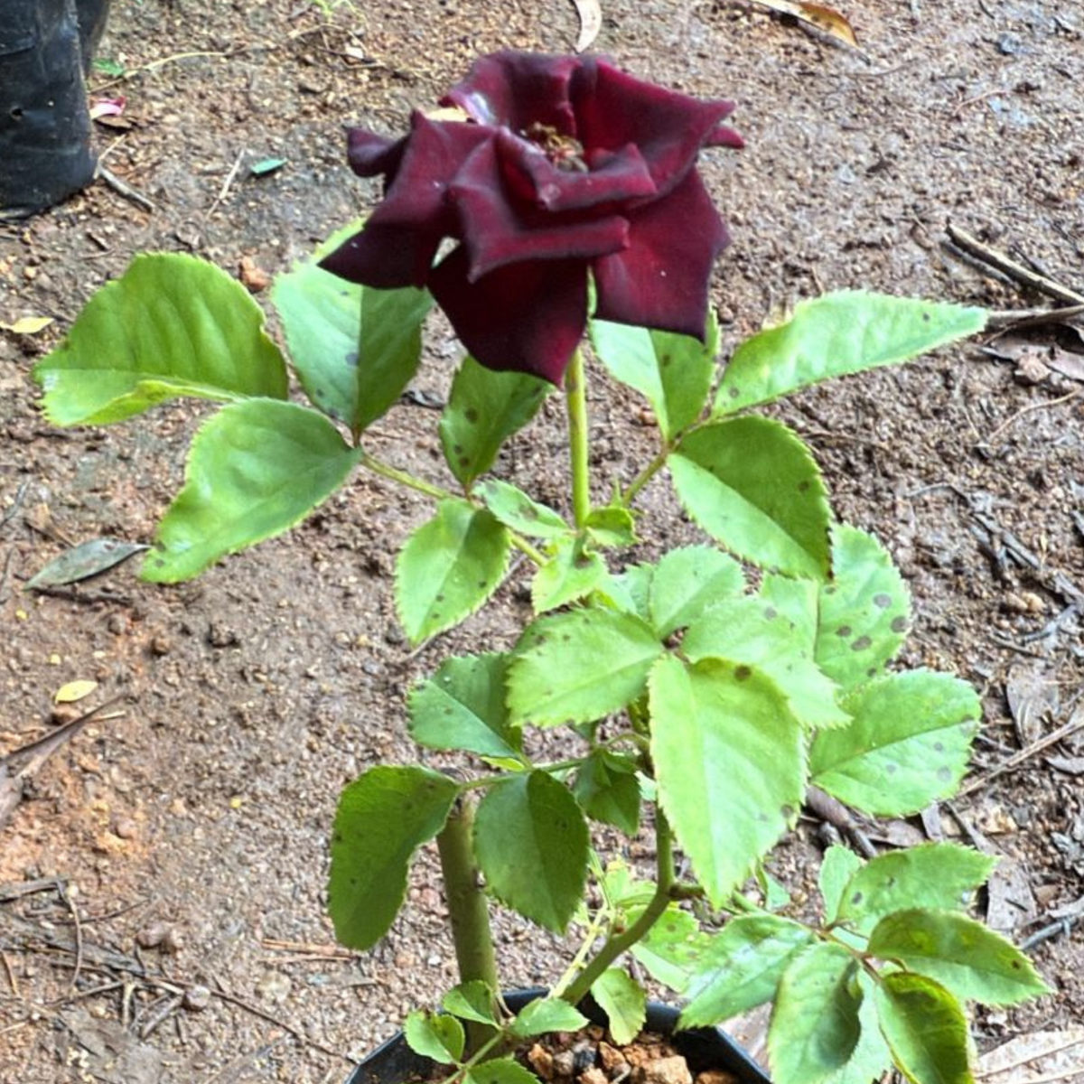 Black Baccara Rose Rare Flowering Live Plant