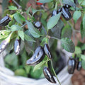 Organic Black Chilli Seeds - Open Pollinated