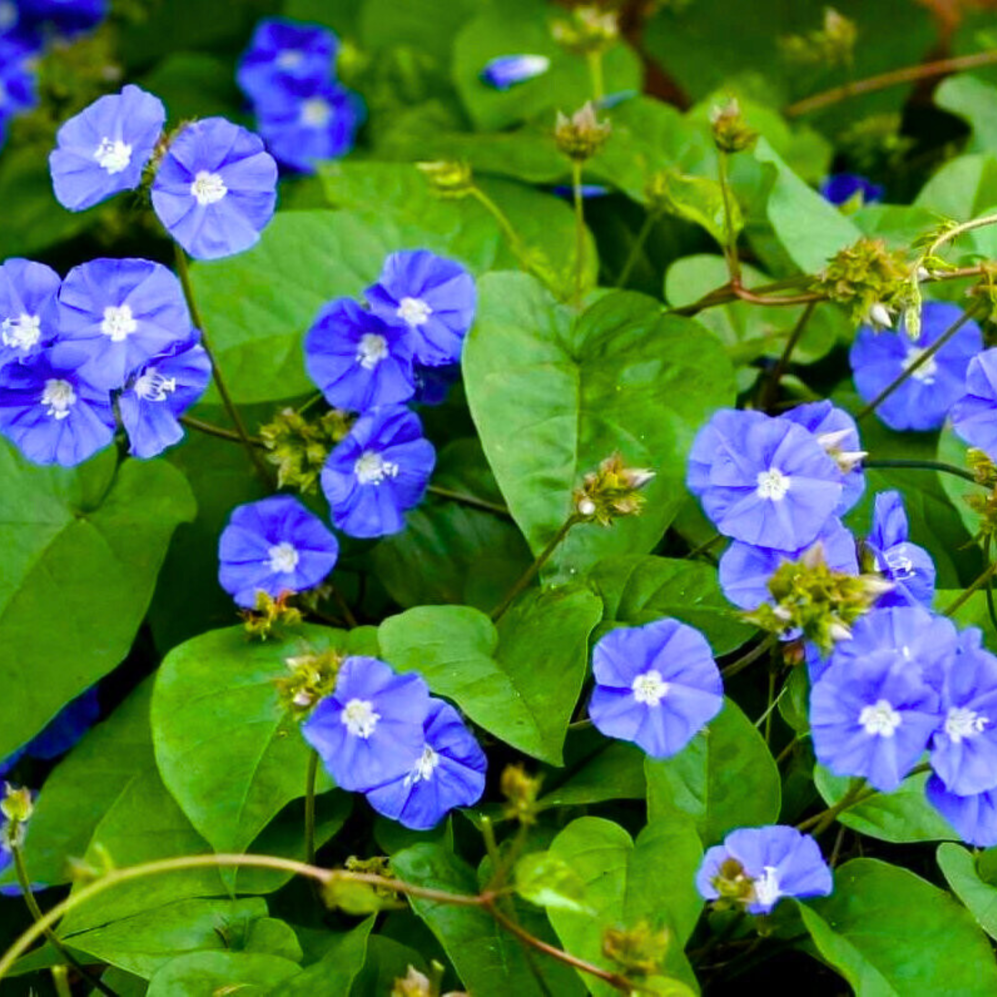 Blue Cluster Vine (Jacquemontia pentanthos) Flowering Live Plant